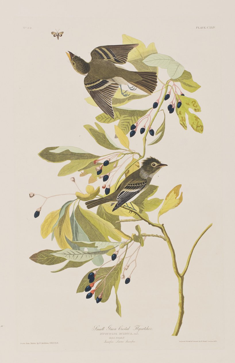 Illustration från "Birds of America" av John James Audubon