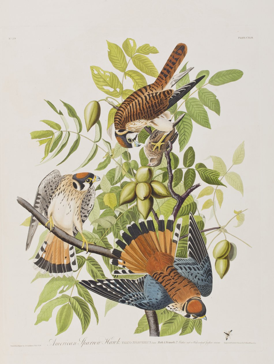 Illustration från "Birds of America" av John James Audubon