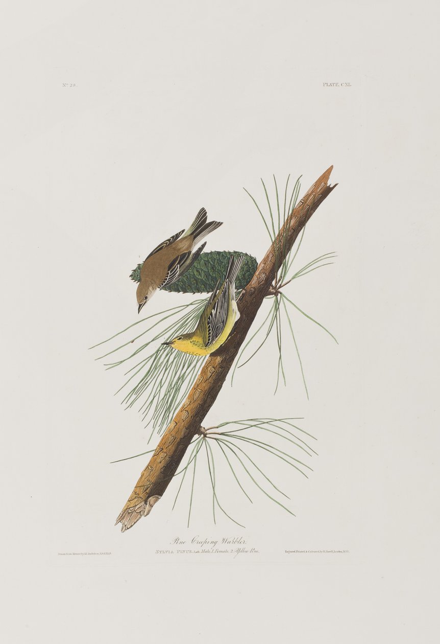 Illustration från "Birds of America" av John James Audubon