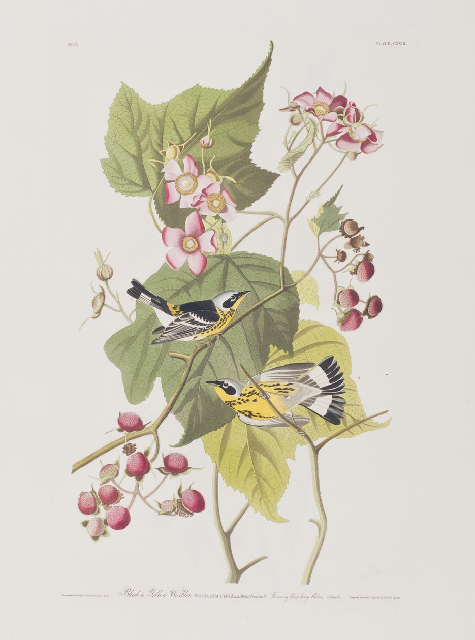Illustration från "Birds of America" av John James Audubon