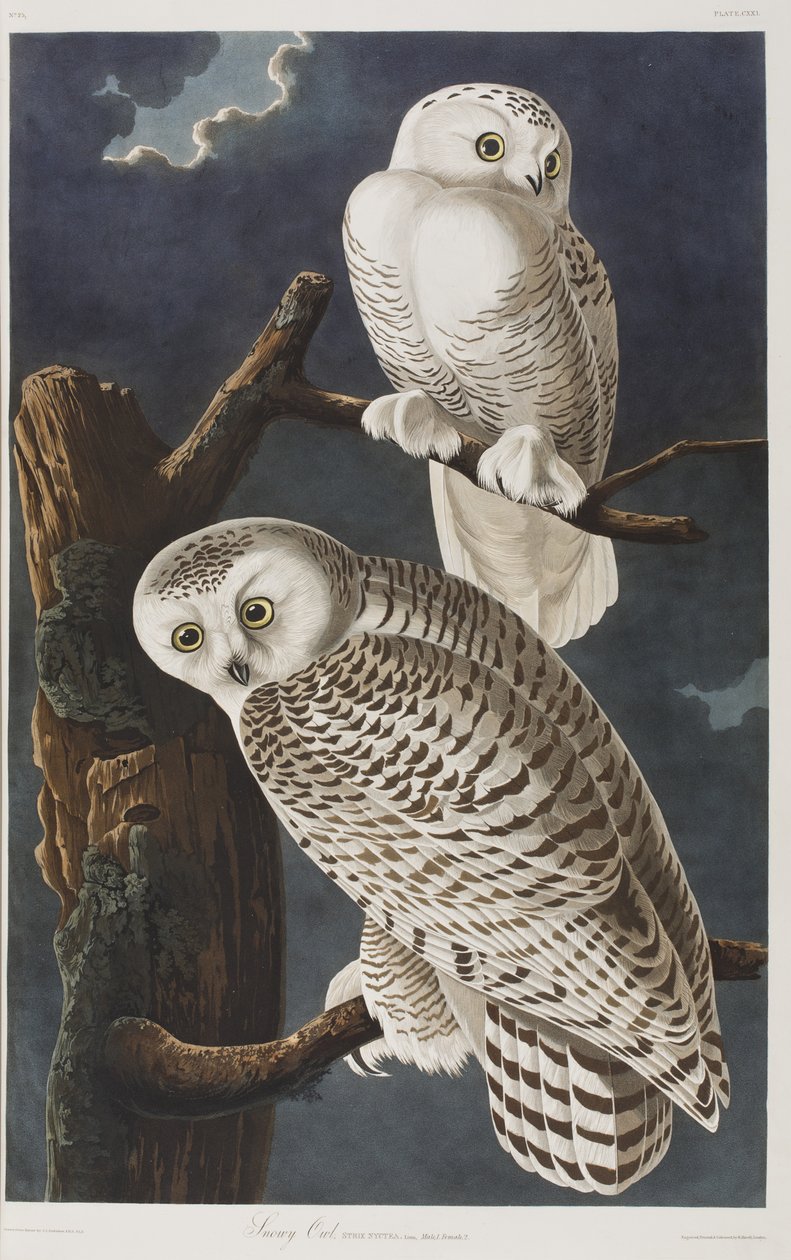 Illustration från "Birds of America" av John James Audubon