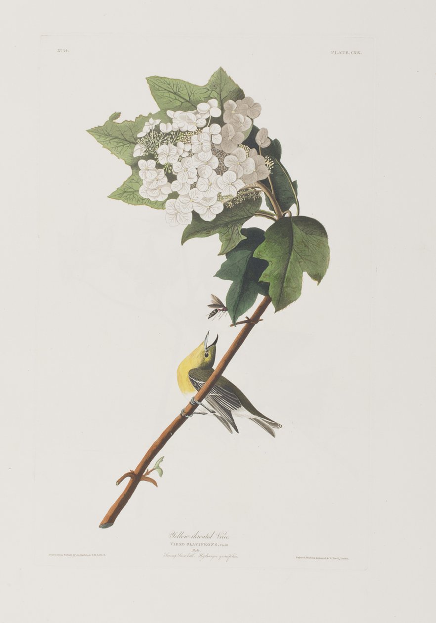 Illustration från "Birds of America" av John James Audubon