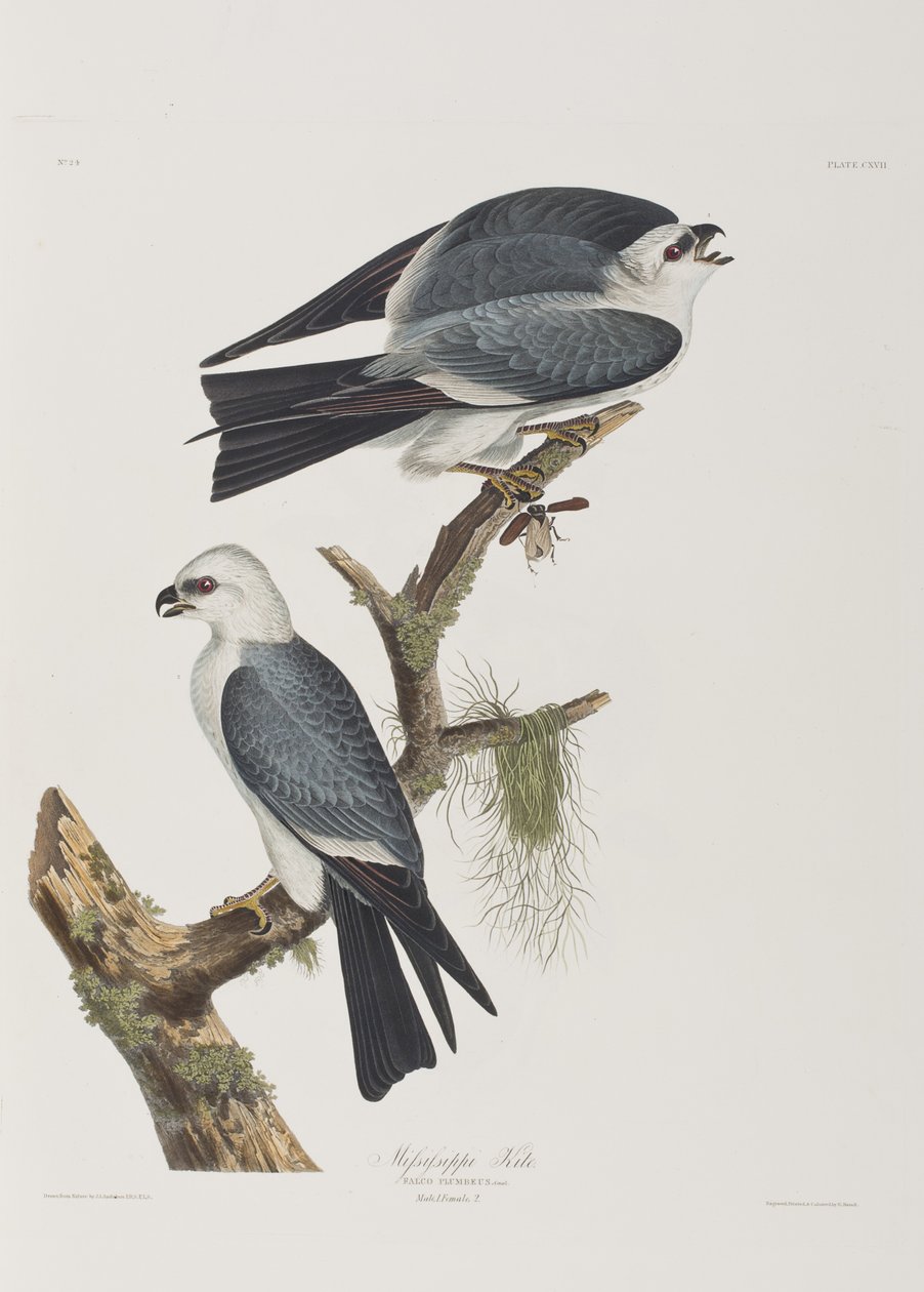 Illustration från "Birds of America" av John James Audubon