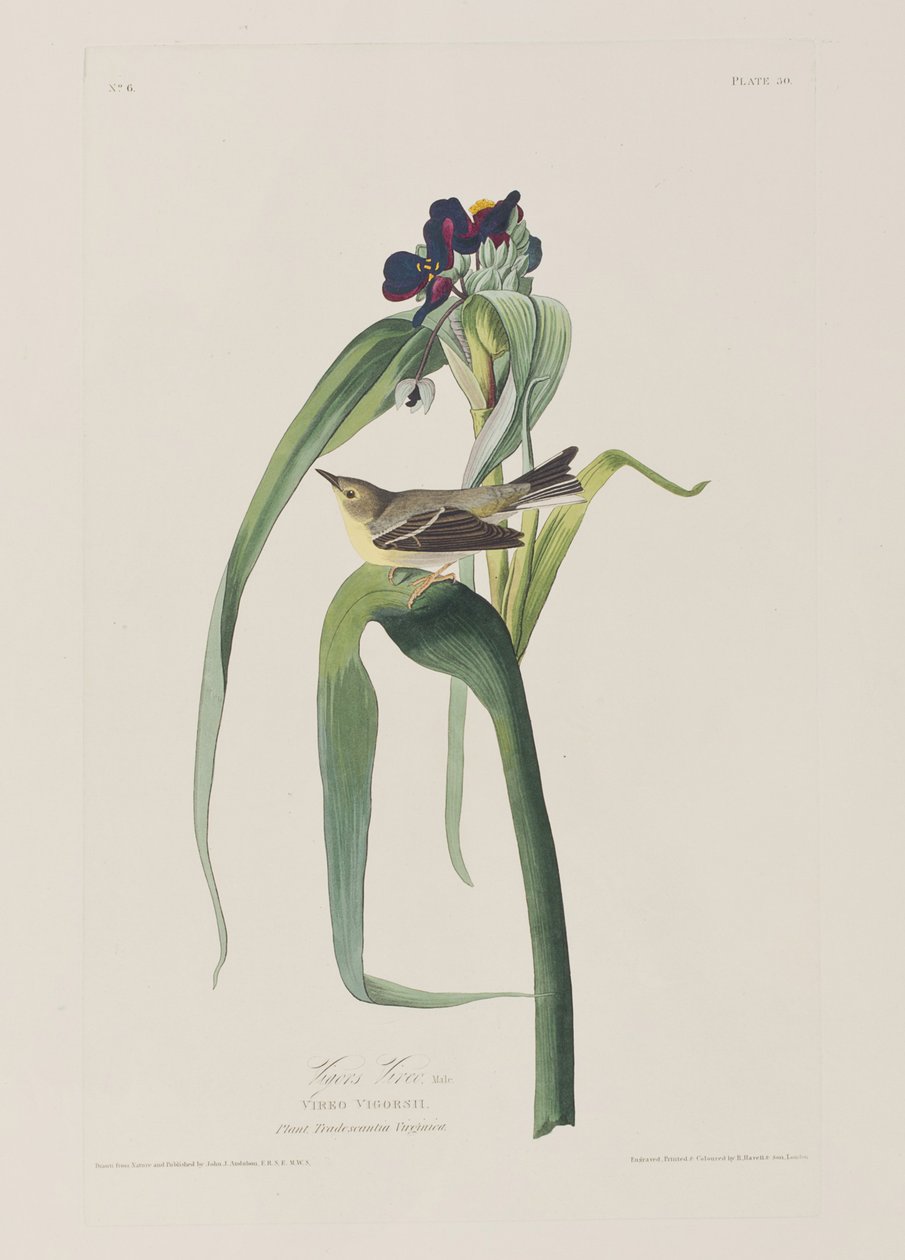 Illustration från "Birds of America" av John James Audubon
