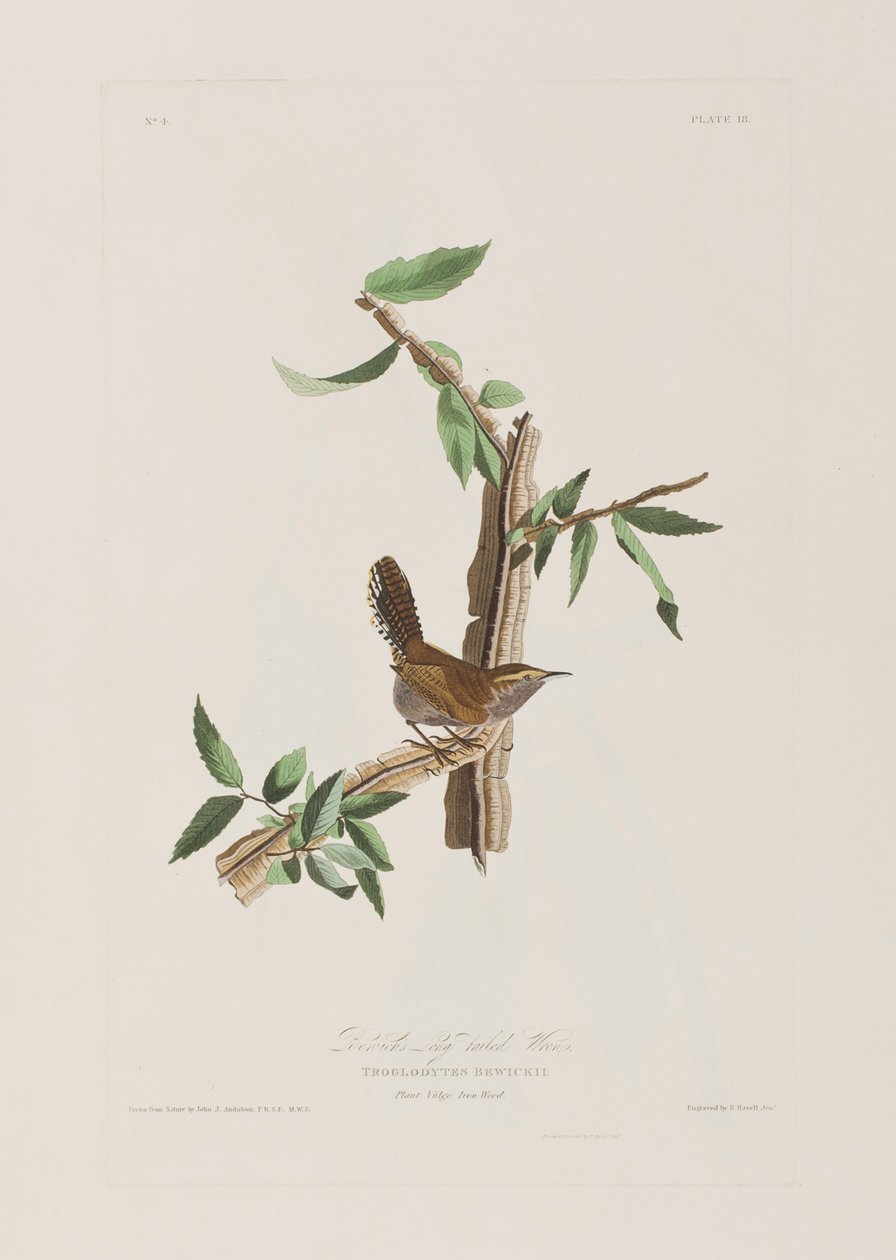 Illustration från "Birds of America" av John James Audubon