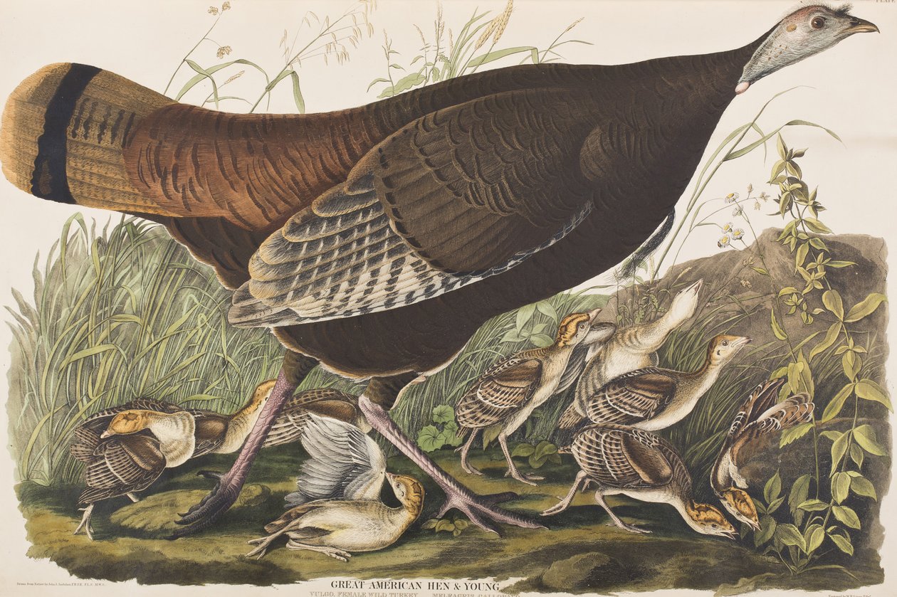 Illustration från "Birds of America" av John James Audubon