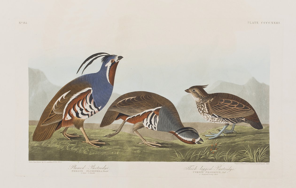 Illustration från "Birds of America" av John James Audubon