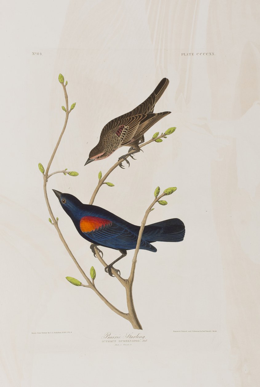 Illustration från "Birds of America" av John James Audubon