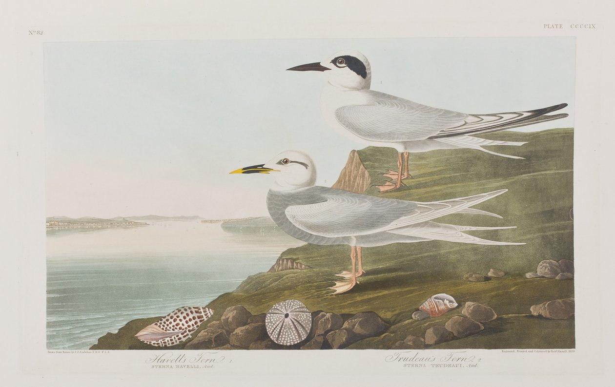 Illustration från "Birds of America" av John James Audubon