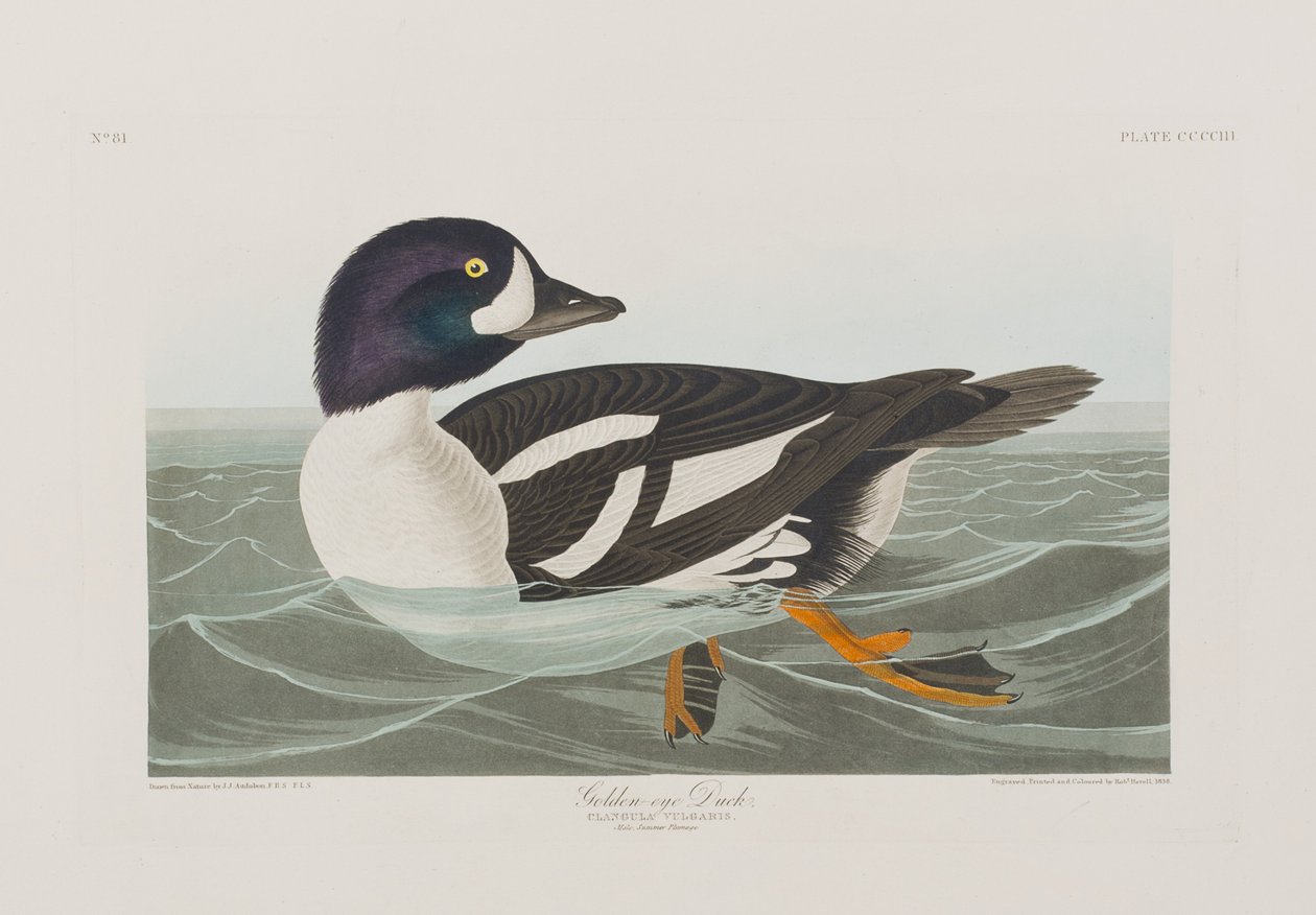 Illustration från "Birds of America" av John James Audubon
