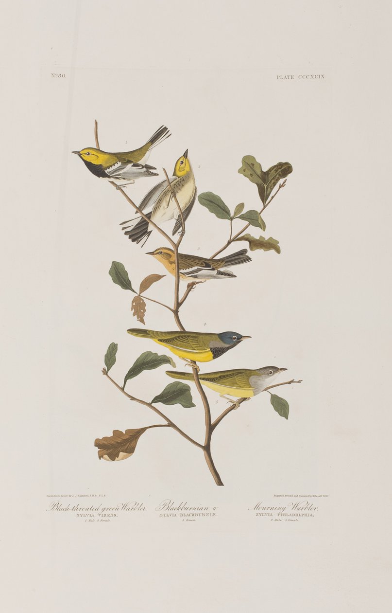 Illustration från "Birds of America" av John James Audubon