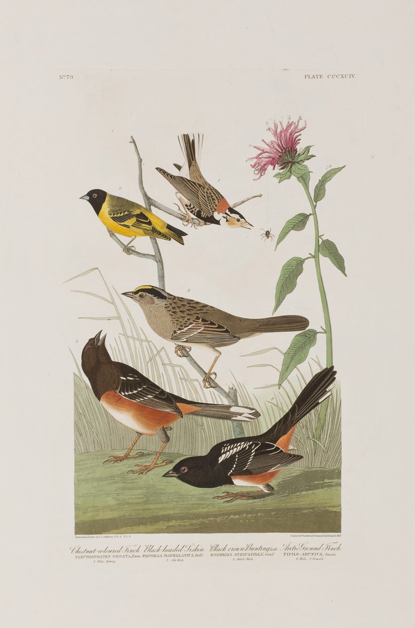 Illustration från "Birds of America" av John James Audubon