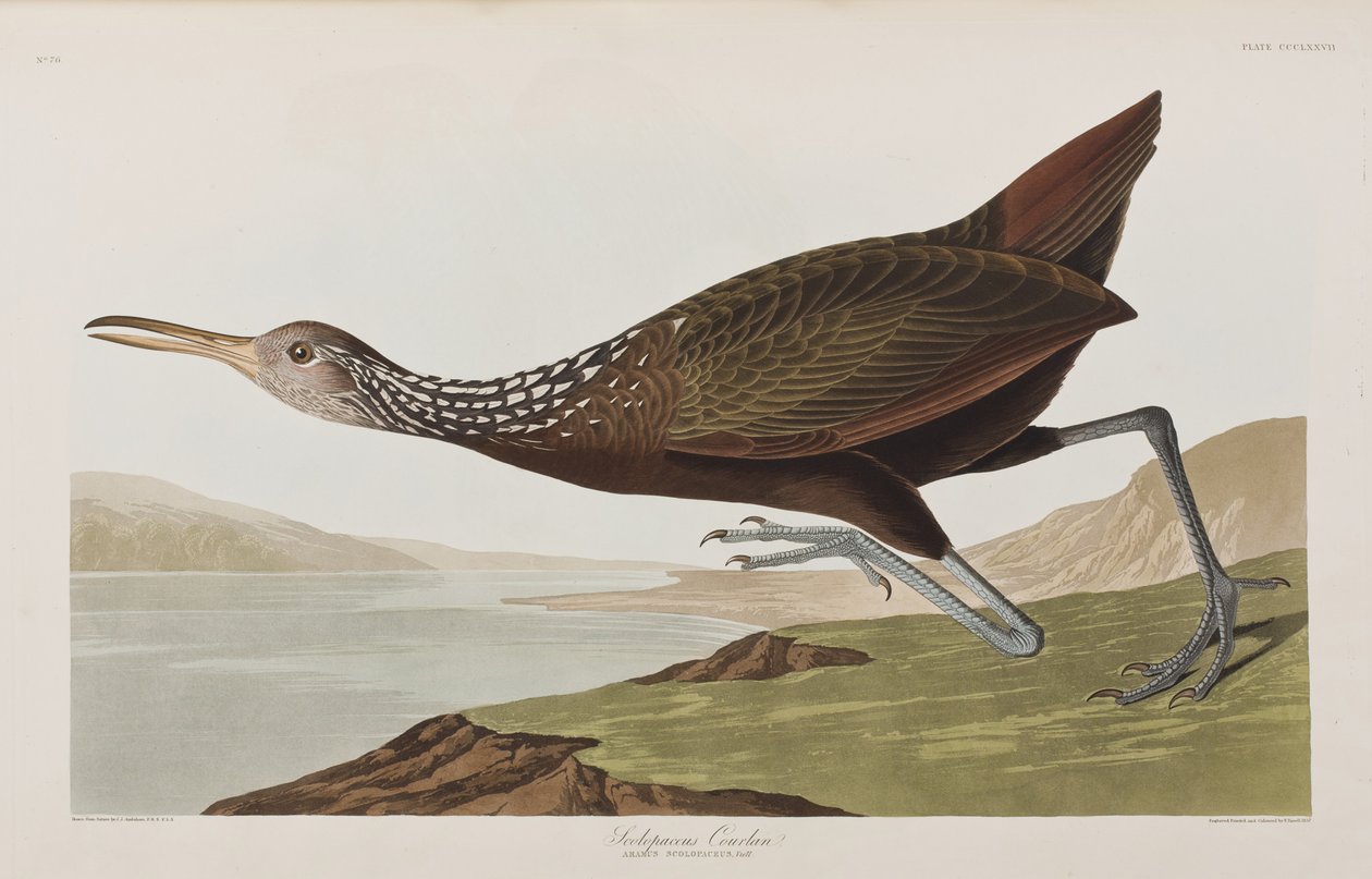 Illustration från "Birds of America" av John James Audubon