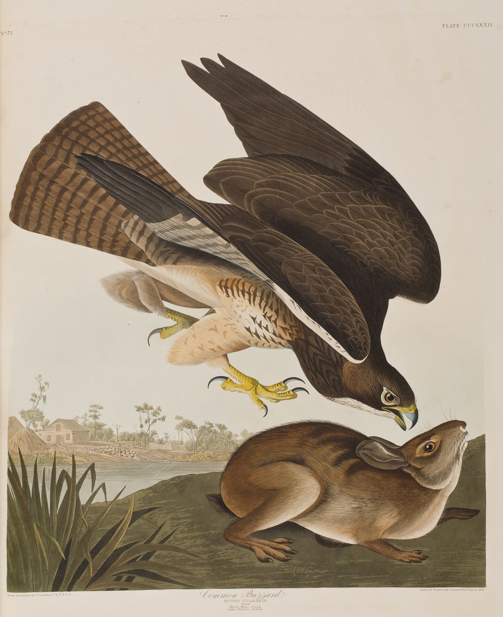 Illustration från "Birds of America" av John James Audubon
