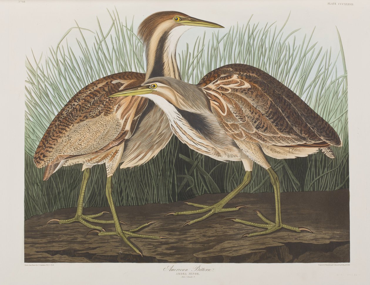 Illustration från "Birds of America" av John James Audubon