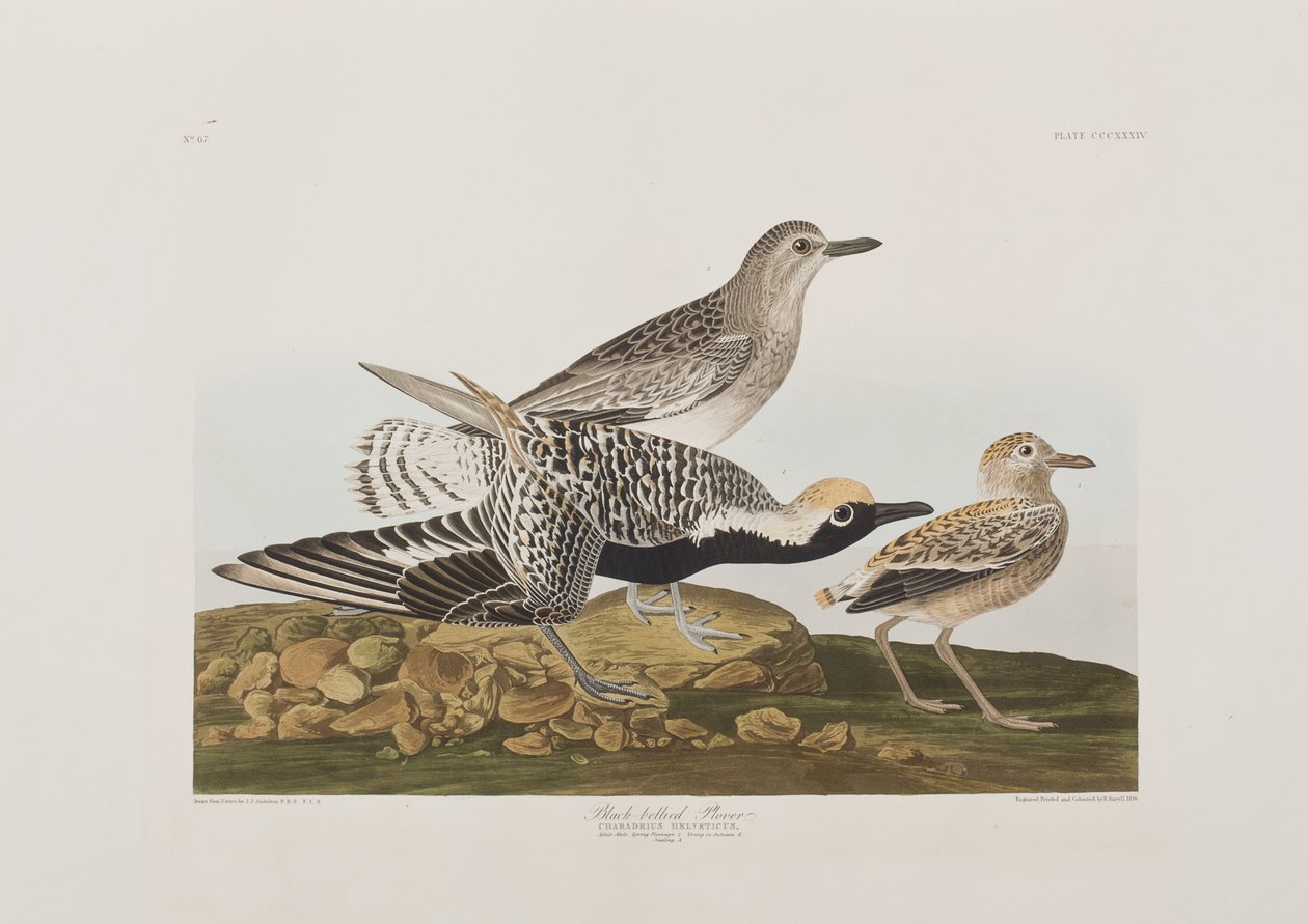 Illustration från "Birds of America" av John James Audubon