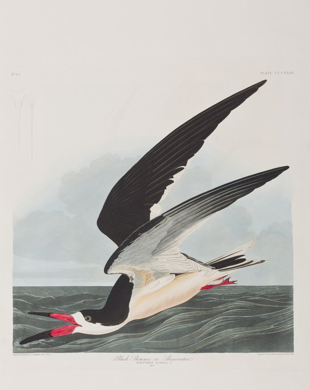 Illustration från "Birds of America" av John James Audubon