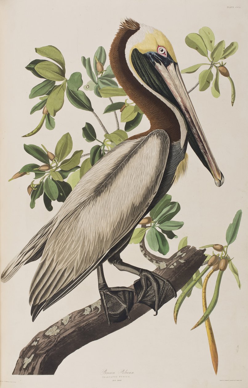 Illustration från "Birds of America" av John James Audubon