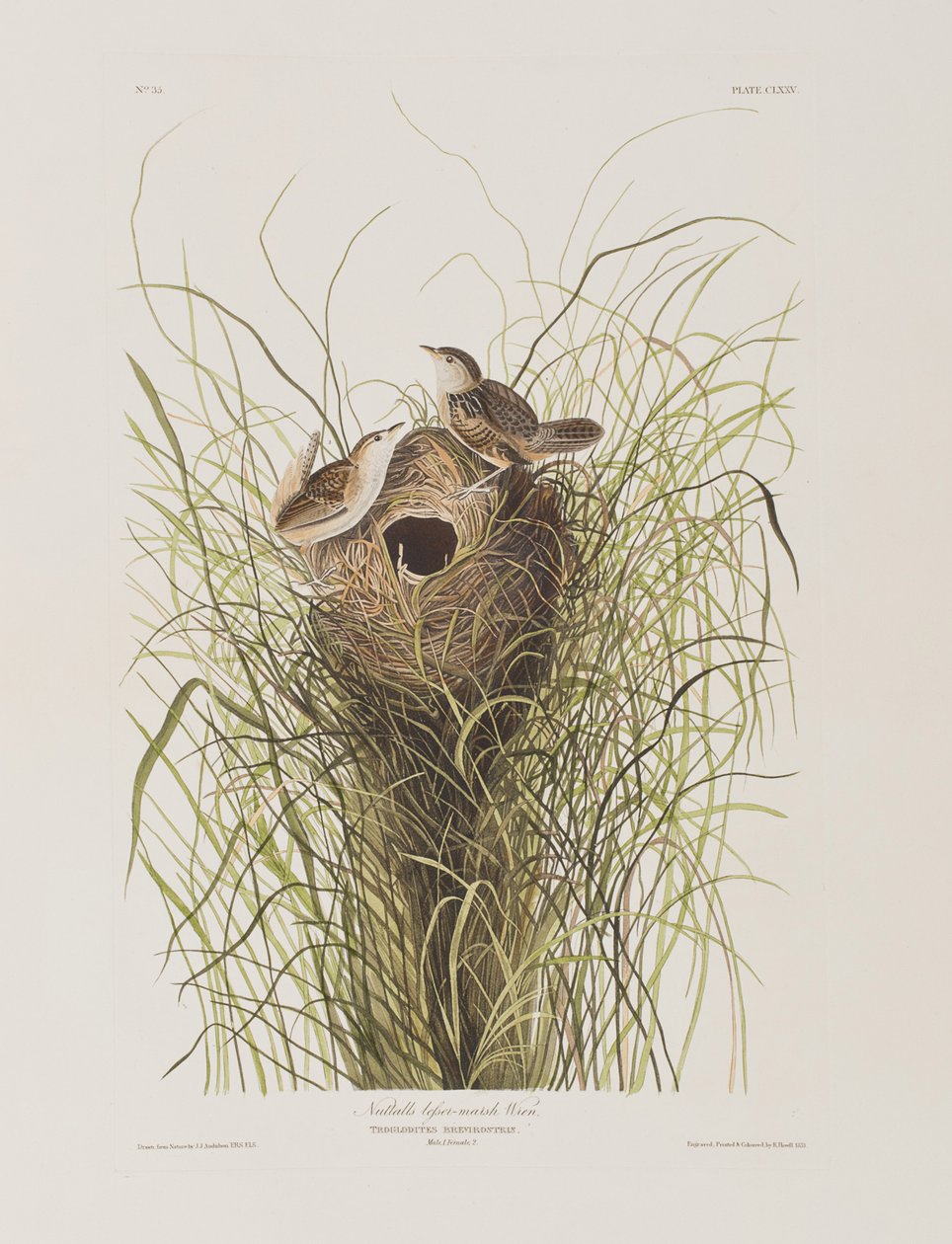 Illustration från "Birds of America" av John James Audubon