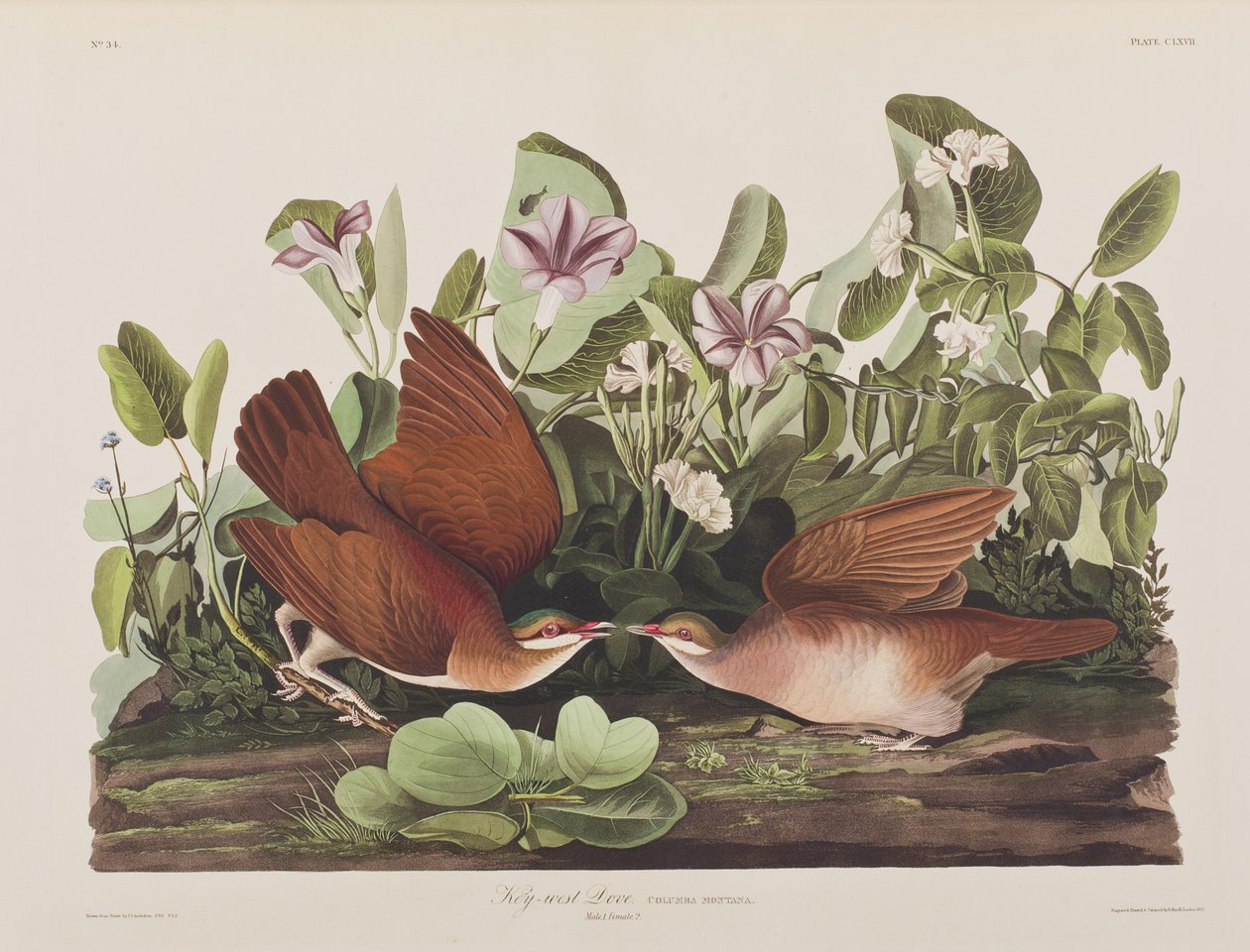 Illustration från "Birds of America" av John James Audubon
