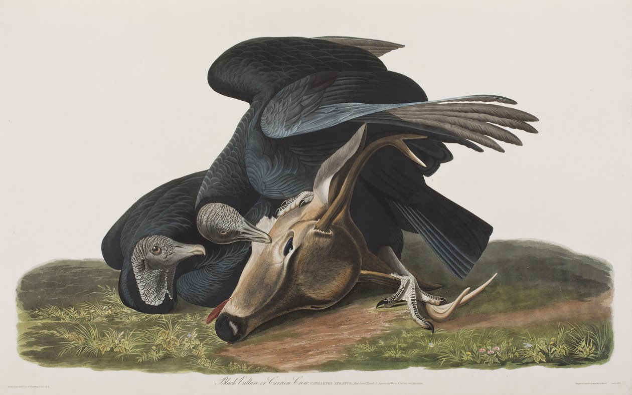 Illustration från "Birds of America" av John James Audubon