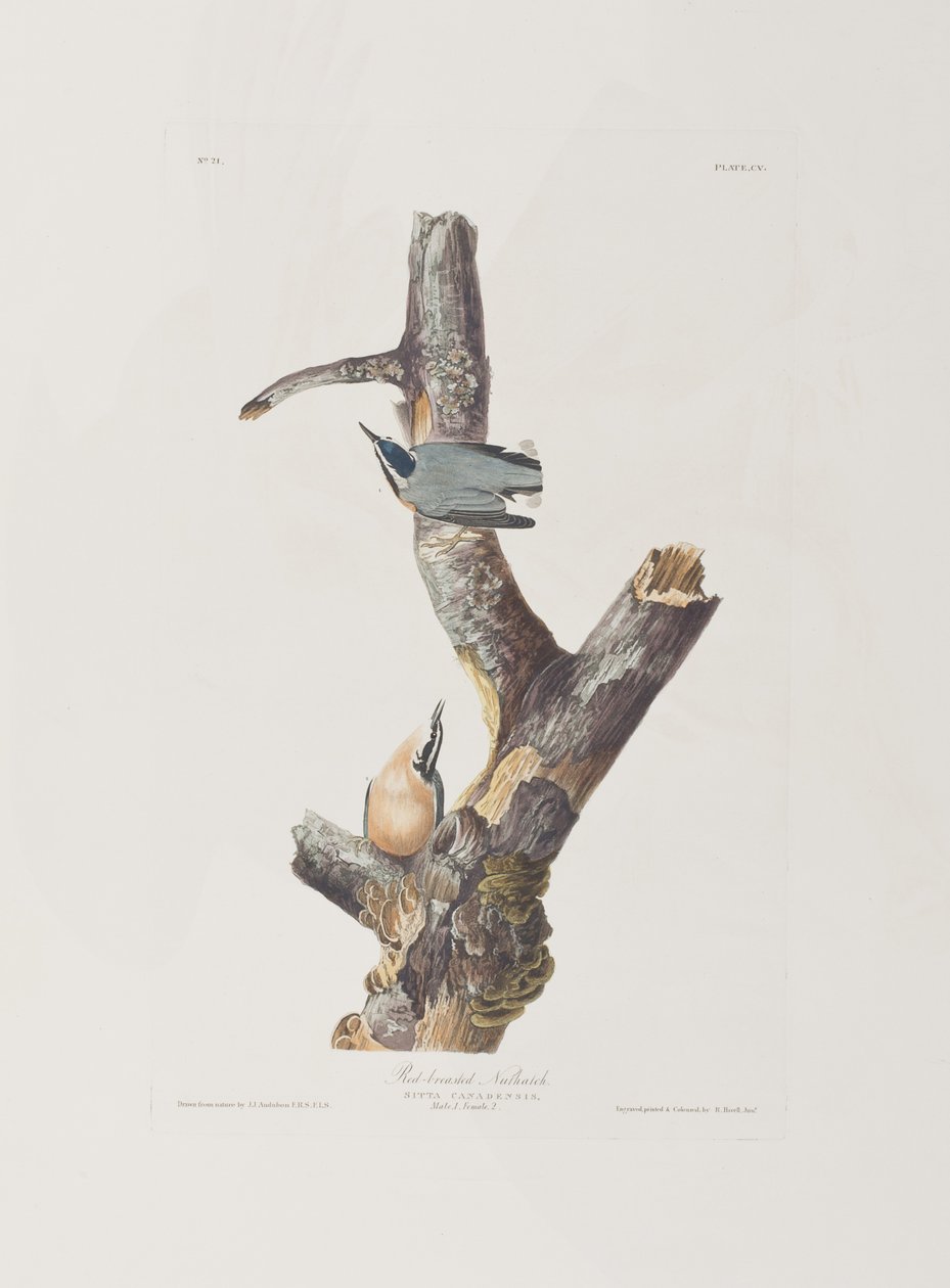 swedish av John James Audubon