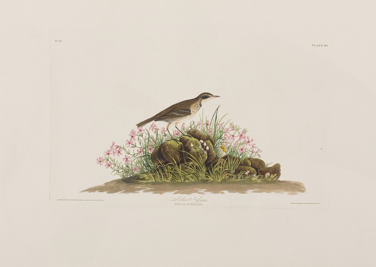 Illustration från "Birds of America" av John James Audubon