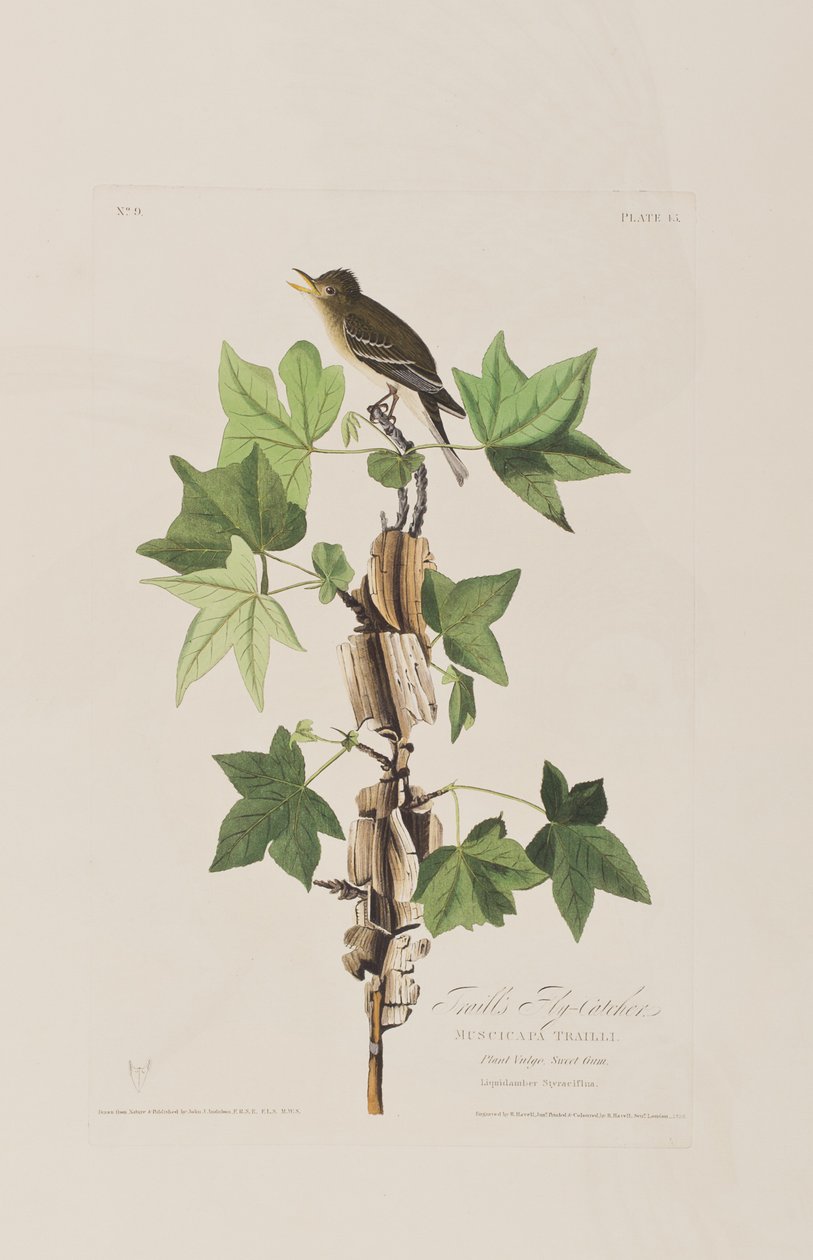 Illustration från "Birds of America" av John James Audubon