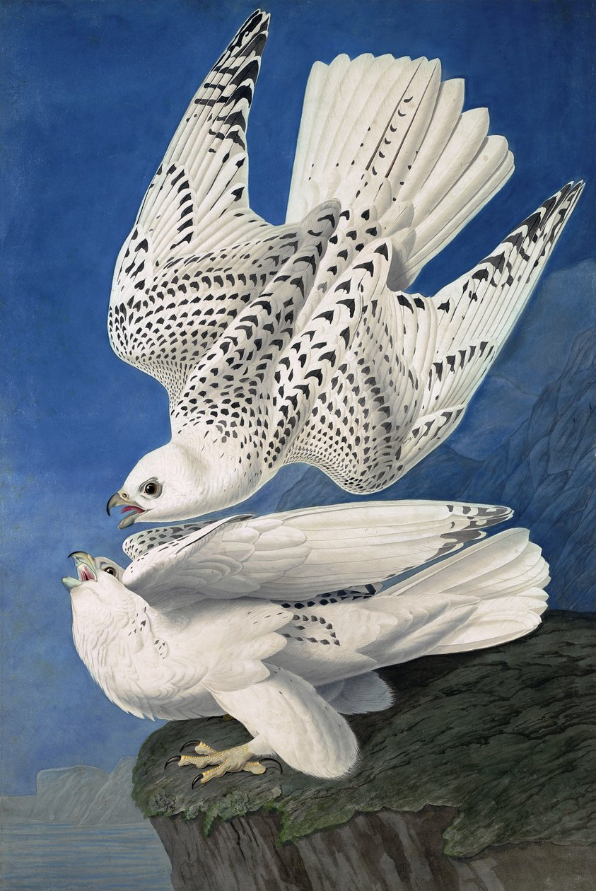 Jer eller Island Falcon, Falco Islandicus, , från "The Birds of America" av John J. Audubon, pub. 1827-38 av John James Audubon