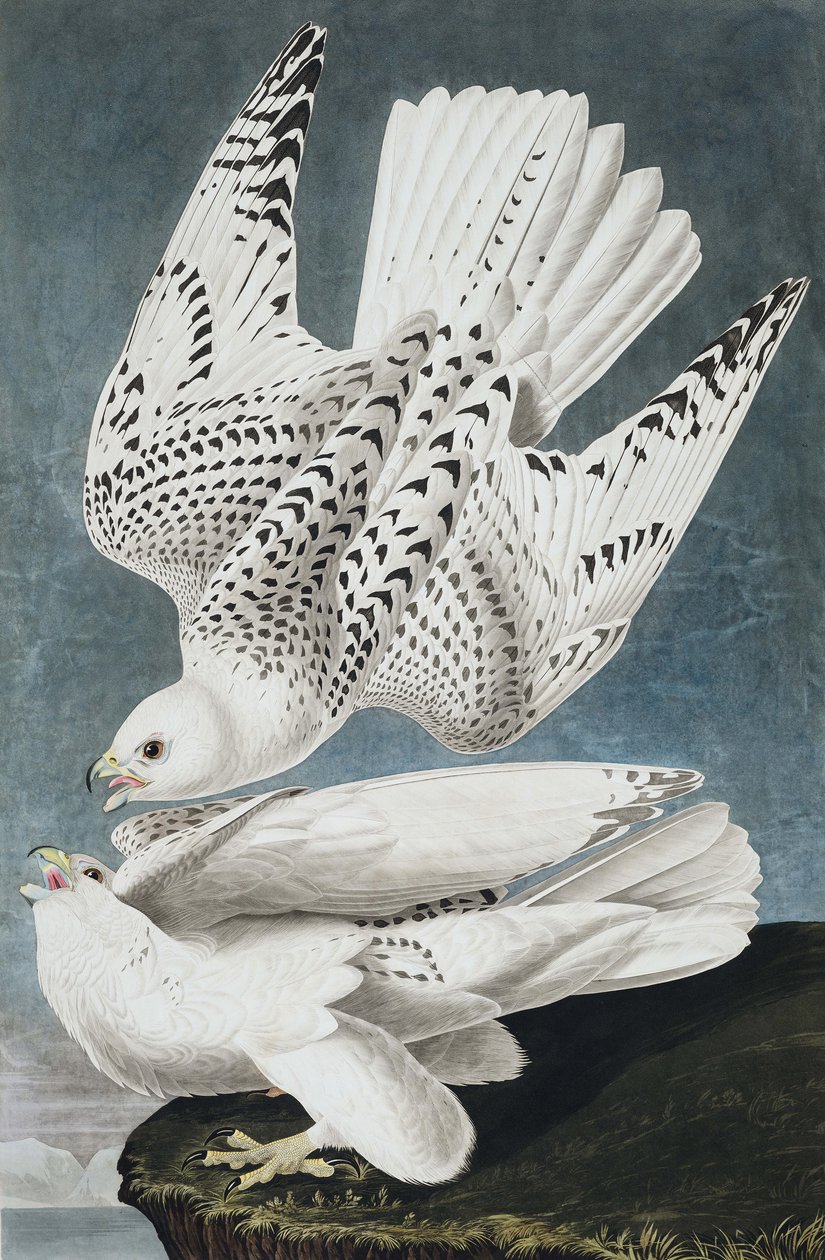 Jer eller Island Falcon, Falco Islandicus, , från "The Birds of America" av John J. Audubon, pub. 1827-38 av John James Audubon