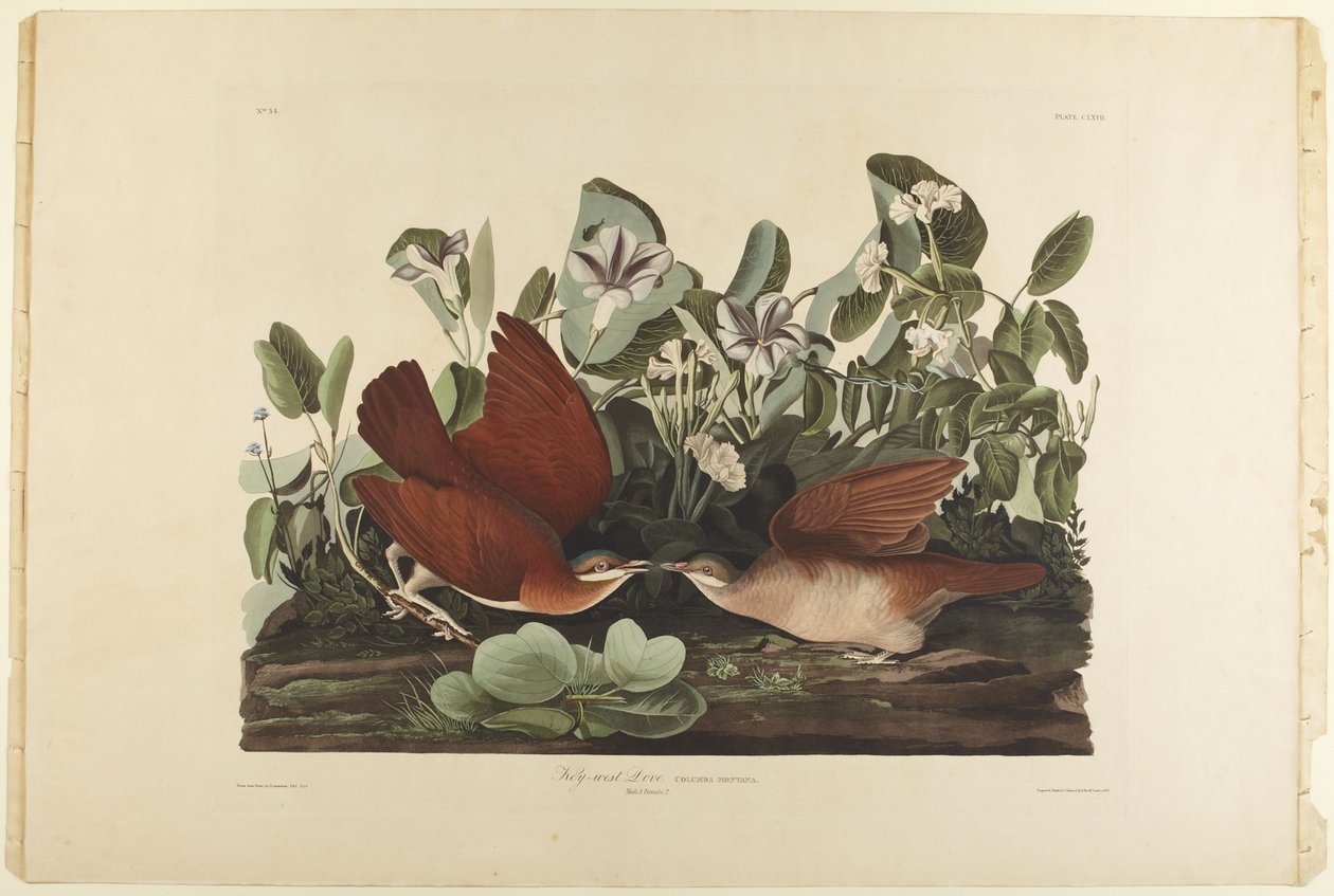 Duva från Key West av John James Audubon