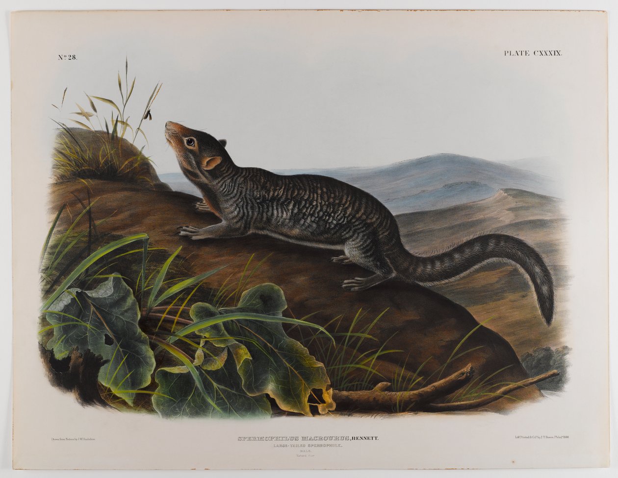 swed av John James Audubon