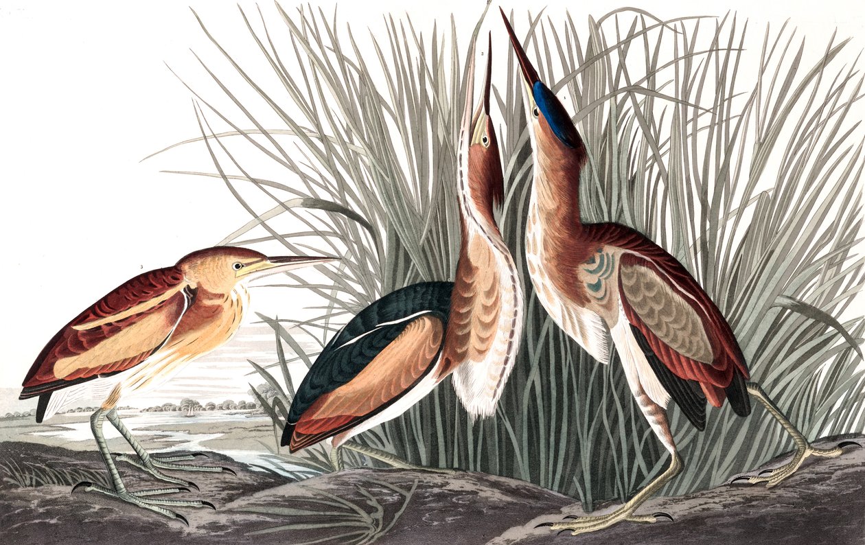 Minst bitter, Ixobrychus Exilis, från "The Birds of America" av John J. Audubon, pub. 1827-38 (och färgad gravyr) av John James Audubon