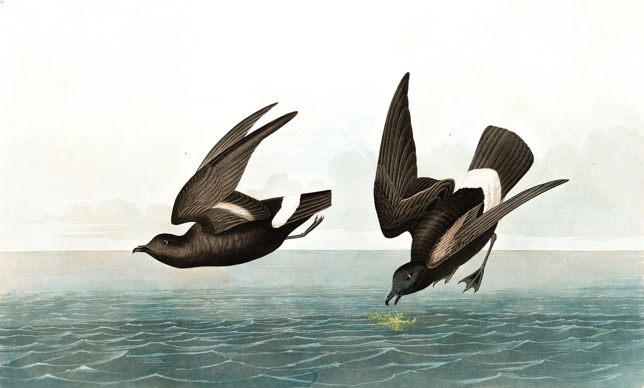 Minst stormiga petrel, Thalassidroma Pelagica, från "The Birds of America" av John J. Audubon, pub. 1827-38 av John James Audubon