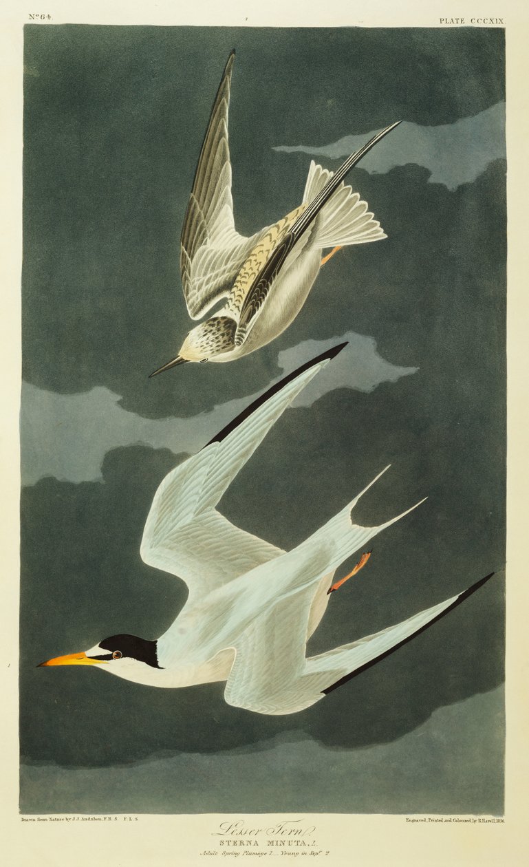 Lesser Tern. Lilla tärna av John James Audubon