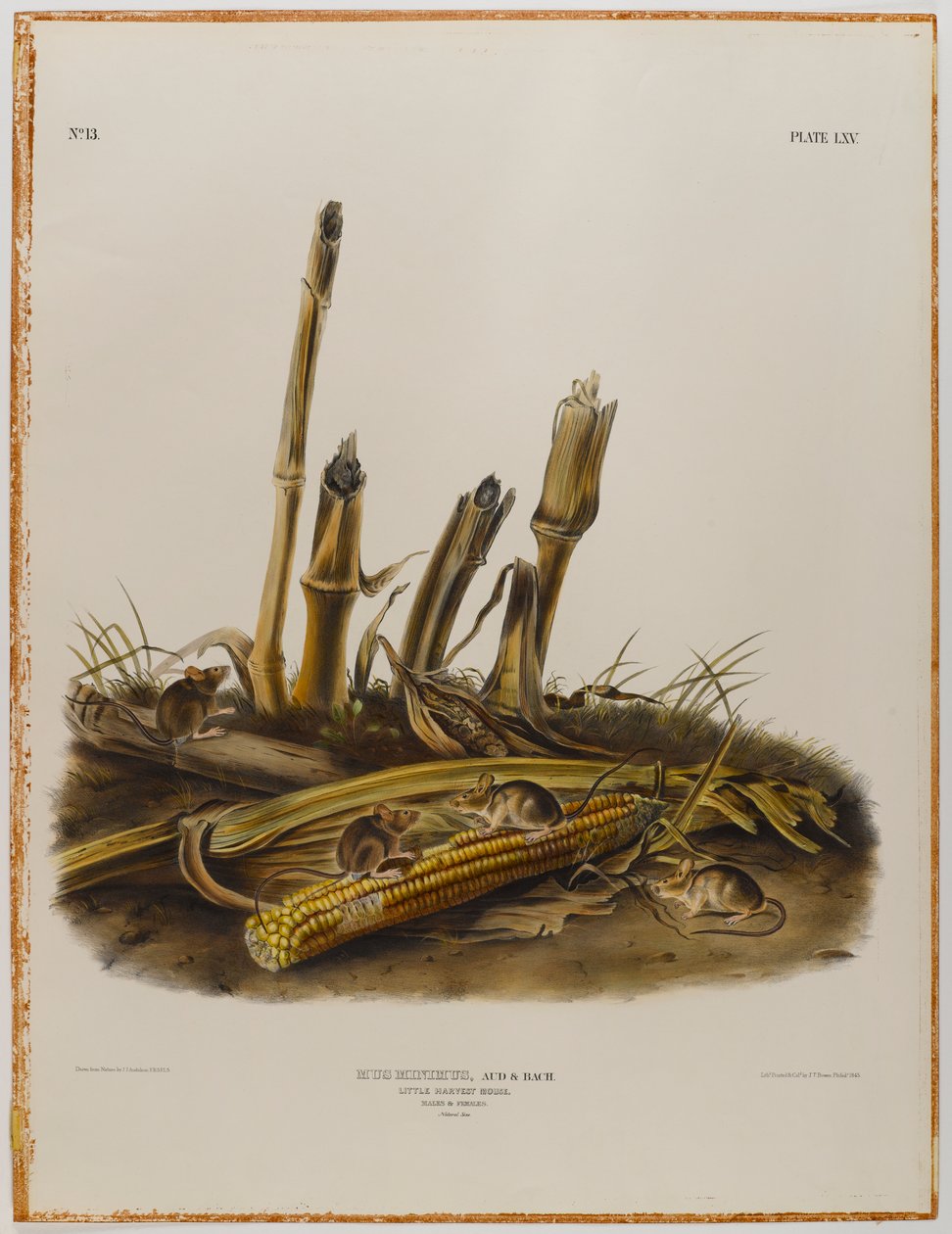 swed av John James Audubon