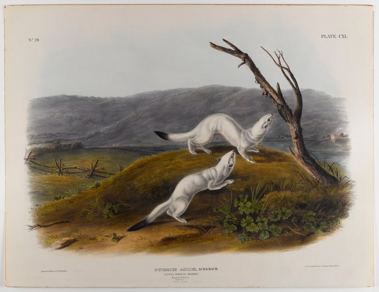 swed av John James Audubon