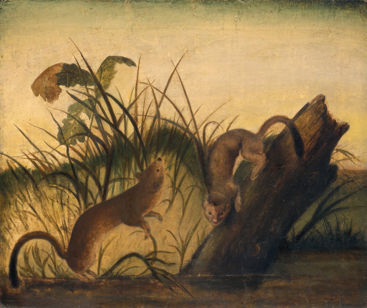 Långsvans vessla, ca. 1845. av John James Audubon