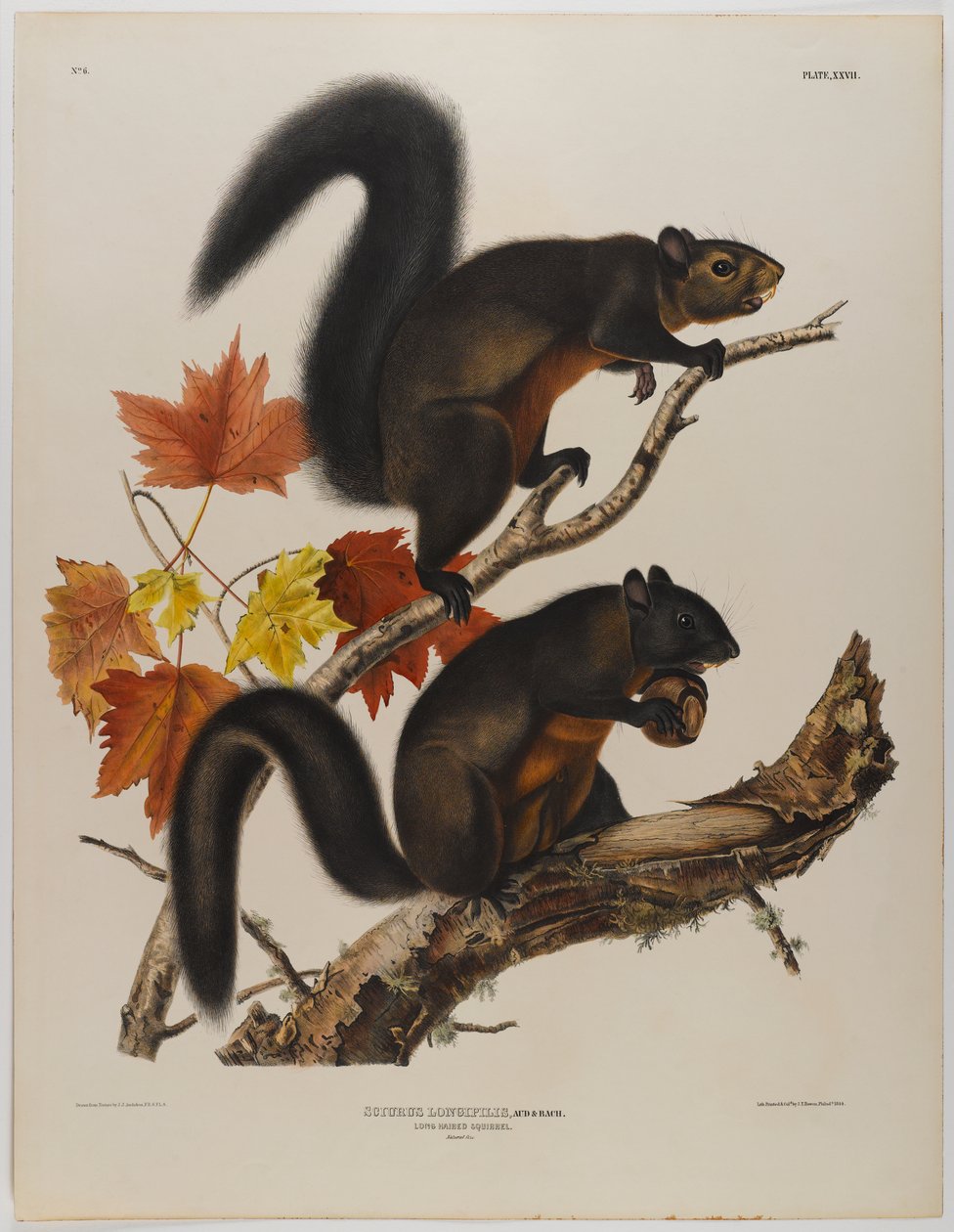 swed av John James Audubon