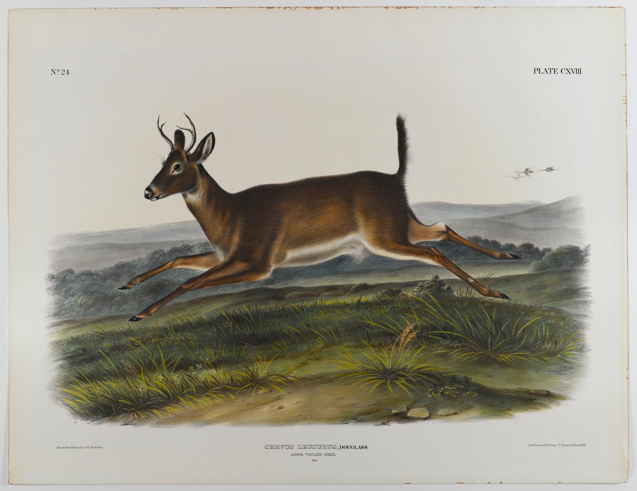 swed av John James Audubon