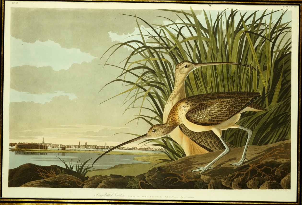 Hane och kvinnliga långnäbbade curlew av John James Audubon