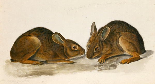 Marsh Hares (wc på papper) av John James Audubon