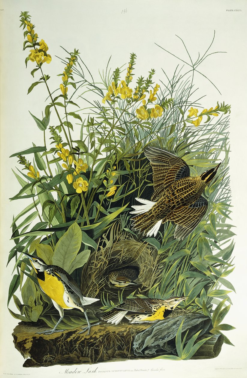 Ängslärka, 1832 av John James Audubon