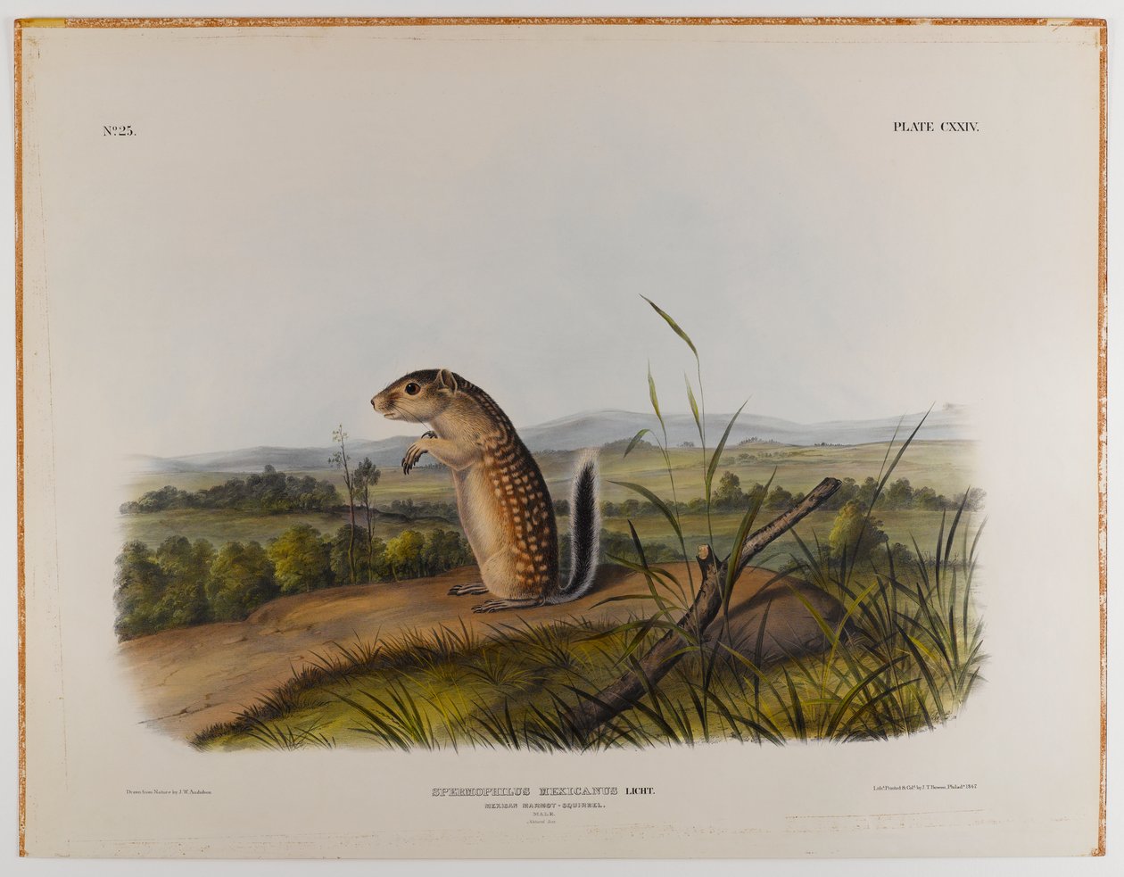 swed av John James Audubon