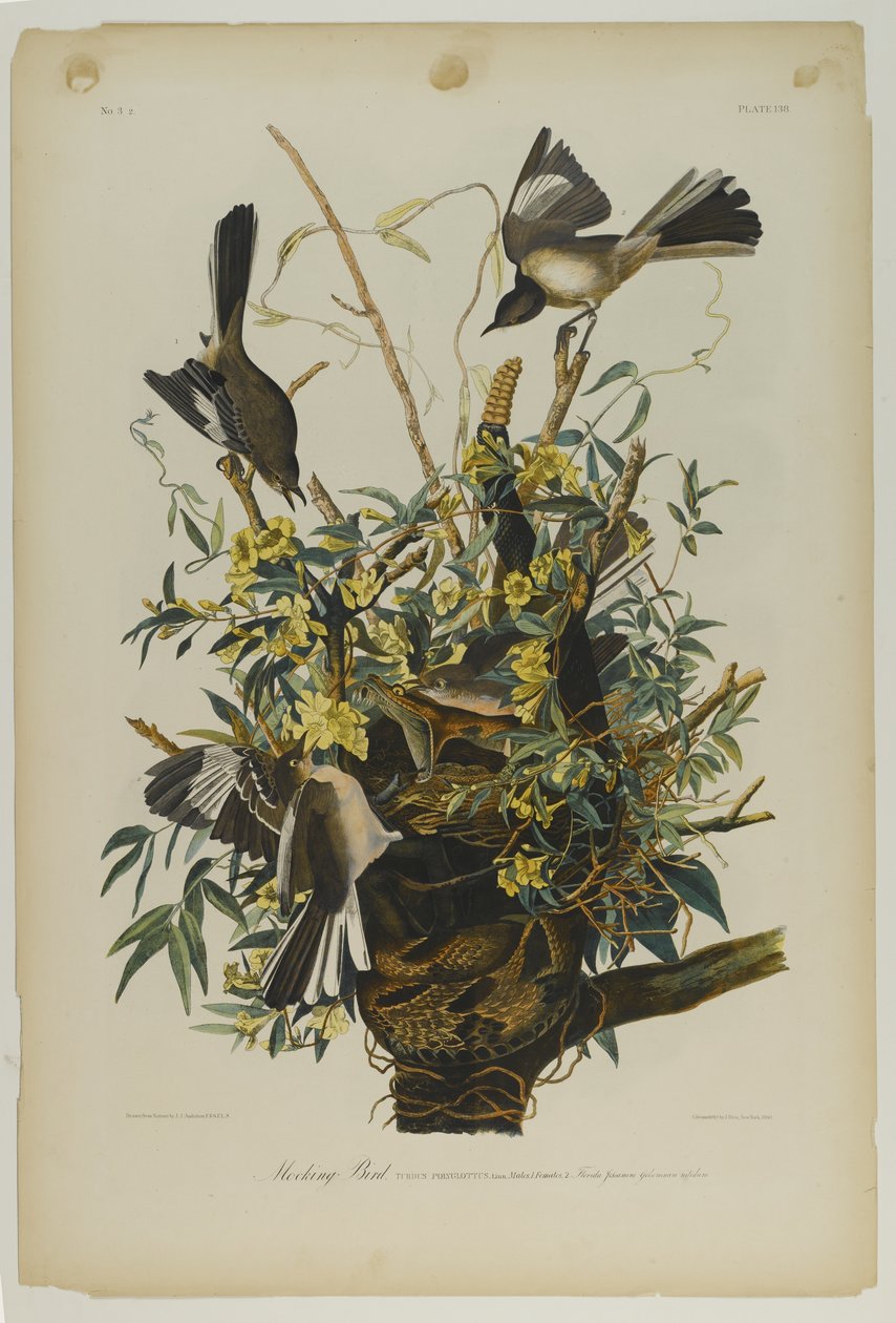 Mocking Bird, tryckt av Julien Bien och publicerad av Roe Lockwood & Son, 1861 (kromolitografi) av John James Audubon
