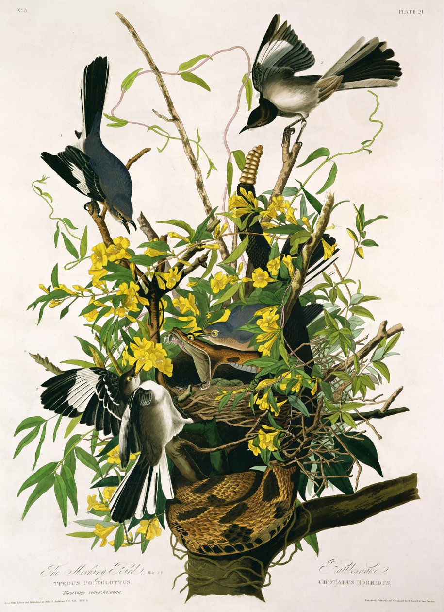 Mocking Birds and Rattlesnake, från 