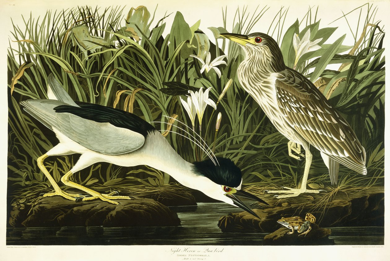 Natthäger eller Lua-fågel, 1835 av John James Audubon