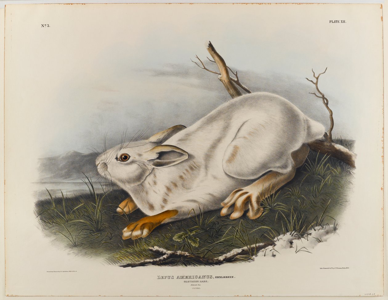swed av John James Audubon