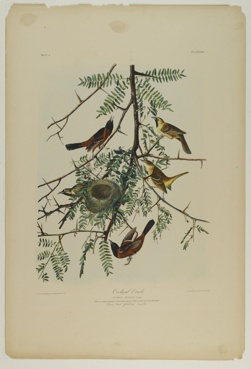 Orchard Oriole, tryckt av Julien Bien och publicerad av Roe Lockwood & Son, 1861 (kromolitografi) av John James Audubon