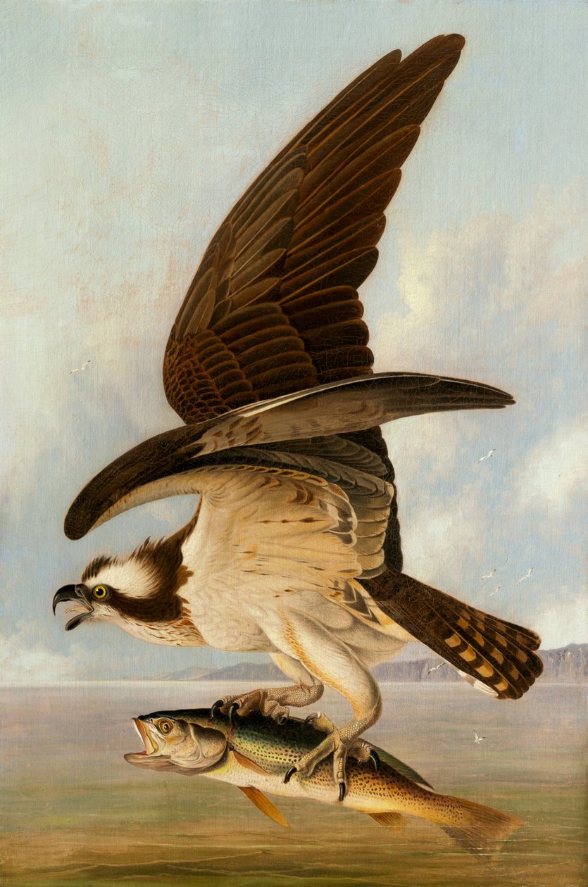 Fiskgjuse och svagfisk av John James Audubon